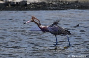 Egretta rufescens Aigrette roussatre reddish egret DSC_8120_00186_tn